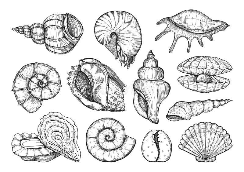 Nautilus Drawing Stock Illustrations 2 734 Nautilus Drawing Stock Illustrations Vectors Clipart Dreamstime Nautilus Drawing Stock Illustrations 2 734 Nautilus Drawing Stock Illustrations Vectors Clipart Dreamstime