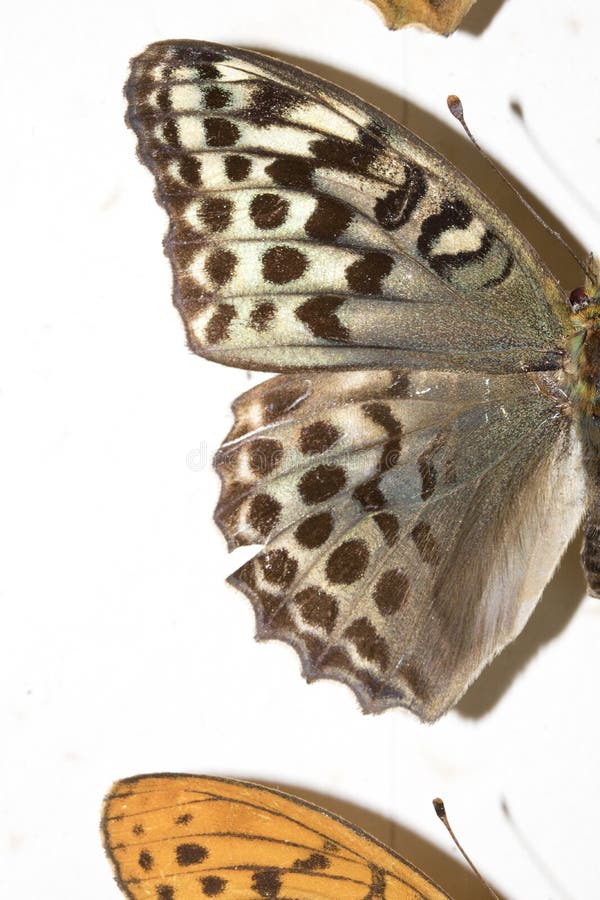 Collection of Victorian Butterflies Stock Photo Image of butterfly