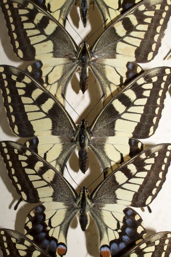 Collection of Victorian Butterflies Stock Photo Image of white
