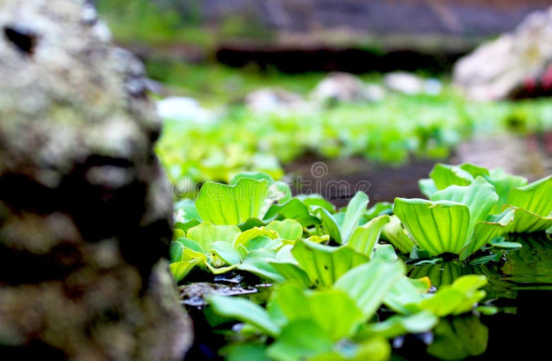 A Collection of Water Hyacinths Growing in the River Stock Photo