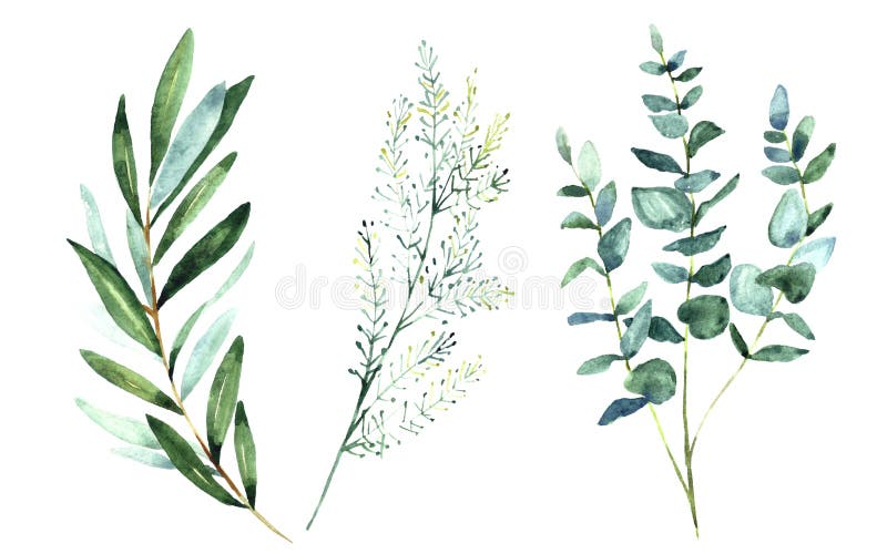 Collection of watercolor floral illustrations - collection of green leaves branches, for wedding stationery, congratulations, wallpaper, design, background. Eucalyptus, olive, green branches, etc.