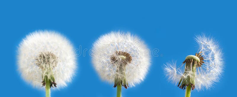 Collection of white fluffy dandelions against the blue sky. A set of three dandelions in the form of a round head, and a