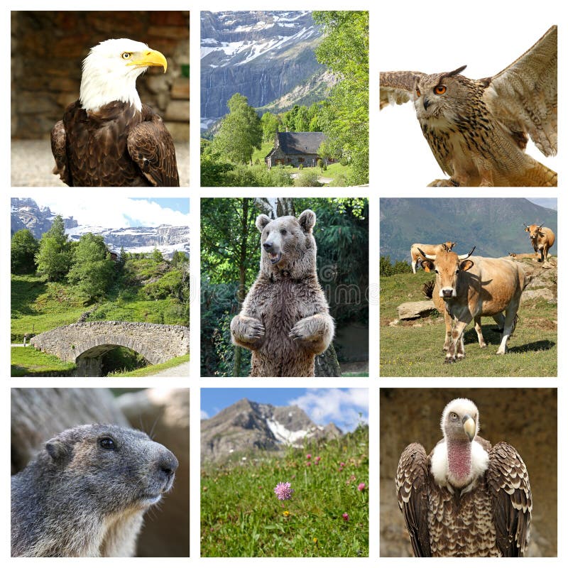 Wild animals stock photo. Image of look, coat, country 7341882