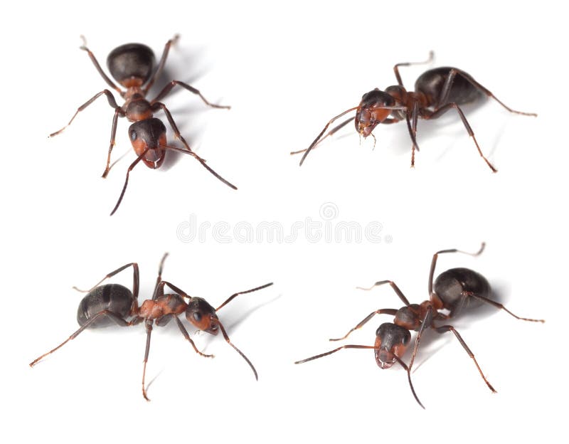 Wood ants isolated on white background