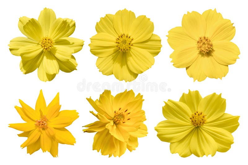 Collection of Yellow Cosmos Flower Coreopsideae Isolated on White ...