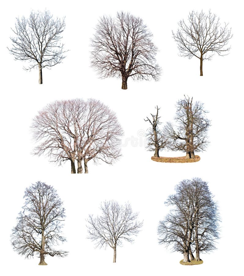 Collections of tree