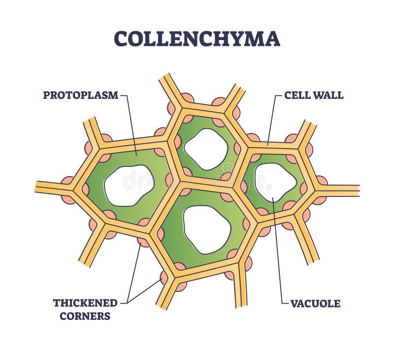 labeling primary growth structures ground tissue