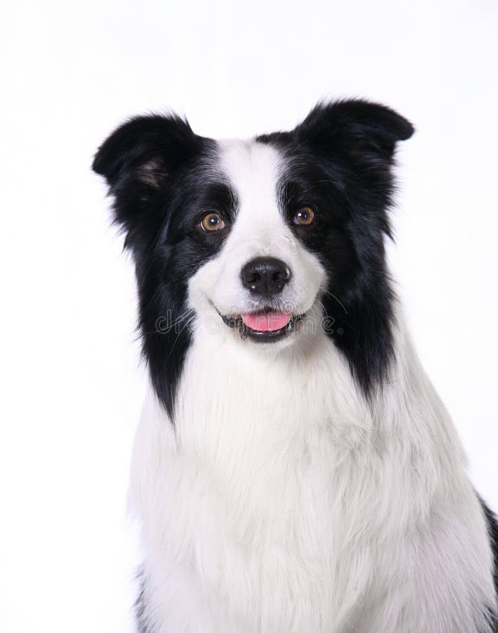 Colley de cadre d'animal familier de crabot photo libre de droits