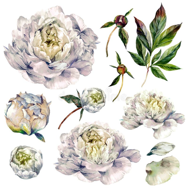 Collezione di acquerelli di peonie bianche royalty illustrazione gratis