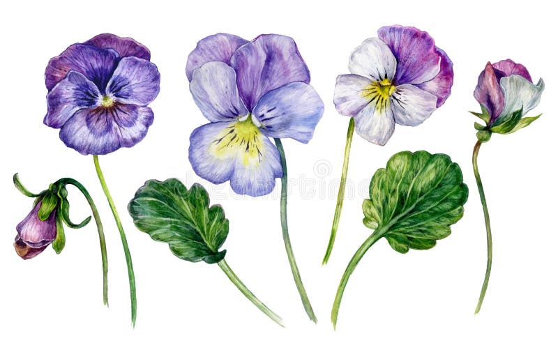 Collezione di acquerelli di violette colorate royalty illustrazione gratis