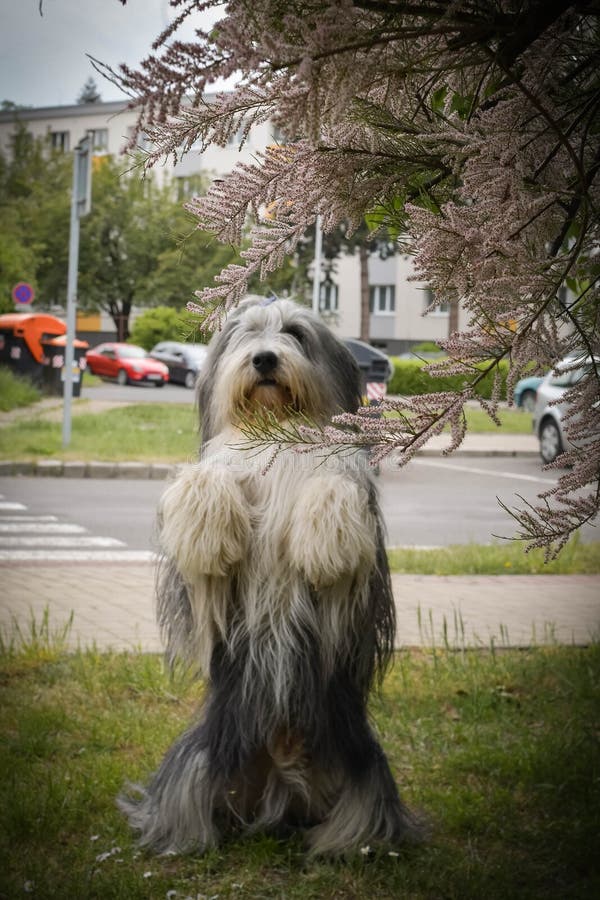 lindo cachorro collie barbudo triste inglês velho cão pastor