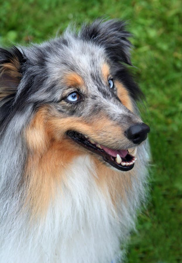 Collie with blue eyes stock image. Image of blue, agility - 2834375