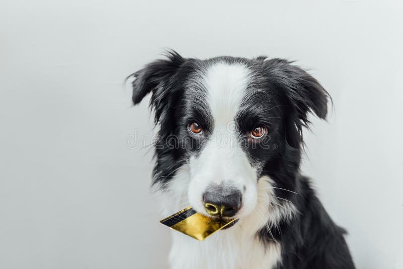 Banco de imagens : branco, cachorro, chapéu, Border collie, Olhos