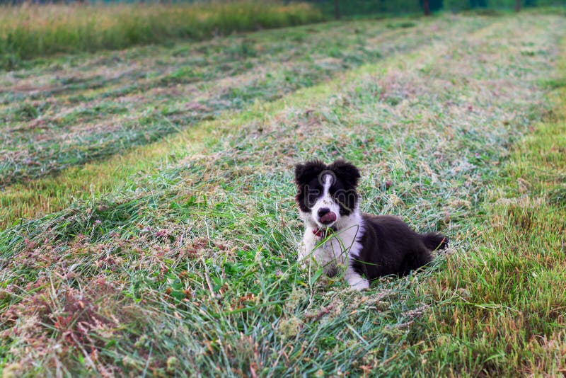 Pui de border collie royalty free stock photo