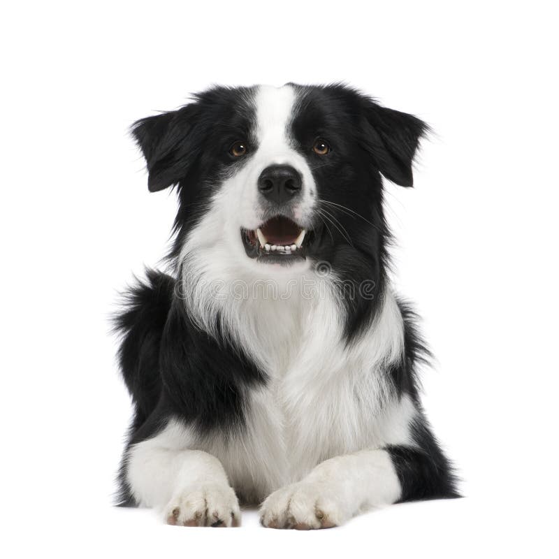 Collie de beira (15 meses) foto de stock Collie de beira (15 meses) foto de stock
