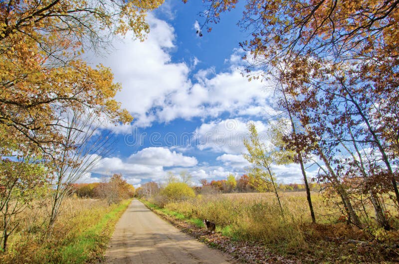 Collie di bordo, strada rurale, autunno fotografia stock Collie di bordo, strada rurale, autunno fotografia stock