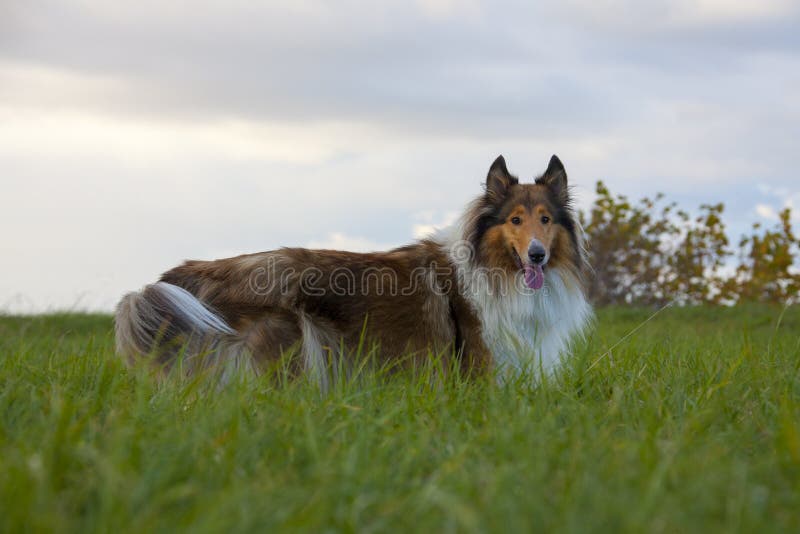 Download Collie di massima fotografia stock. Immagine di doggy - 56890716
