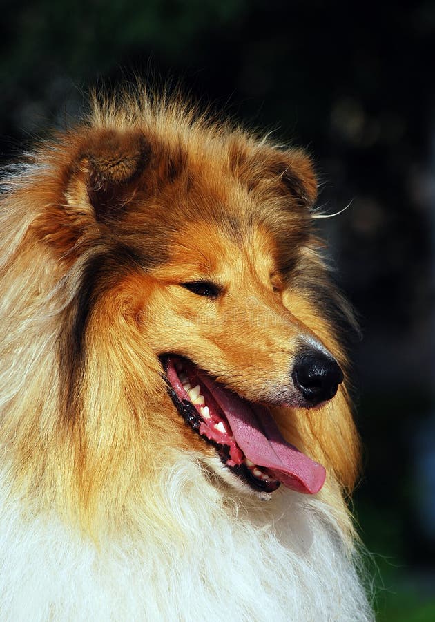 Lassie dog stock image. Image of mouth, furry, drool, whiskers - 4864427