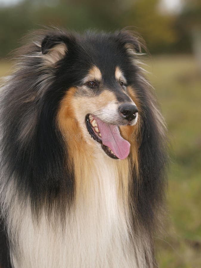 Lassie dog stock image. Image of mouth, furry, drool, whiskers - 4864427