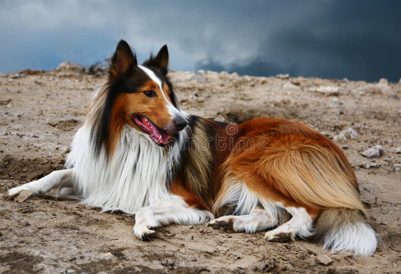 Collie dog