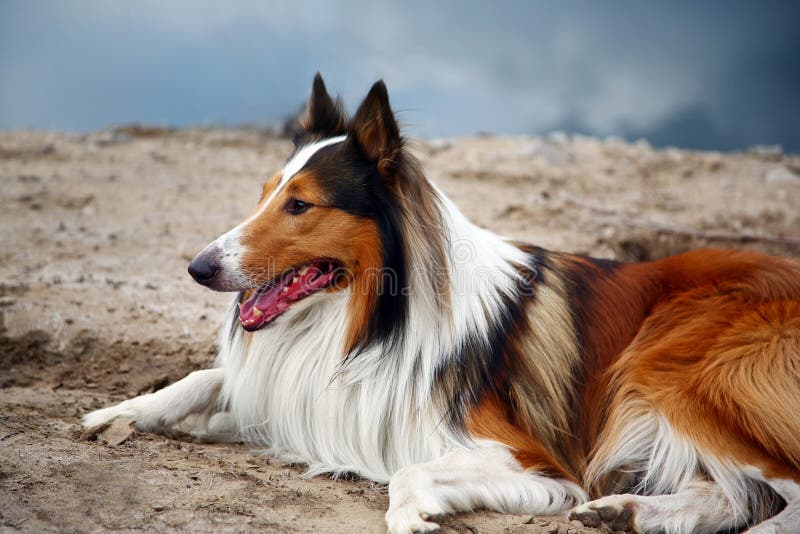 Collie dog