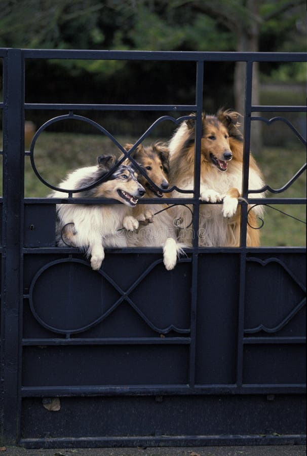Dog Guarding The House Stock Image Image Of Color Lawn 80085 dog-guarding-the-house-stock-image-image-of-color-lawn-80085