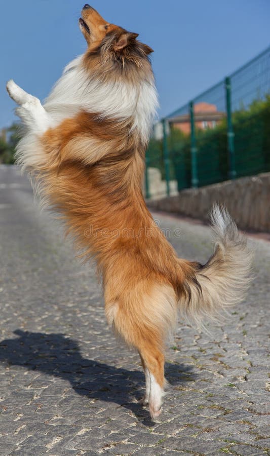1,506 Dog Jumping Up Stock Photos Free & RoyaltyFree Stock Photos from Dreamstime