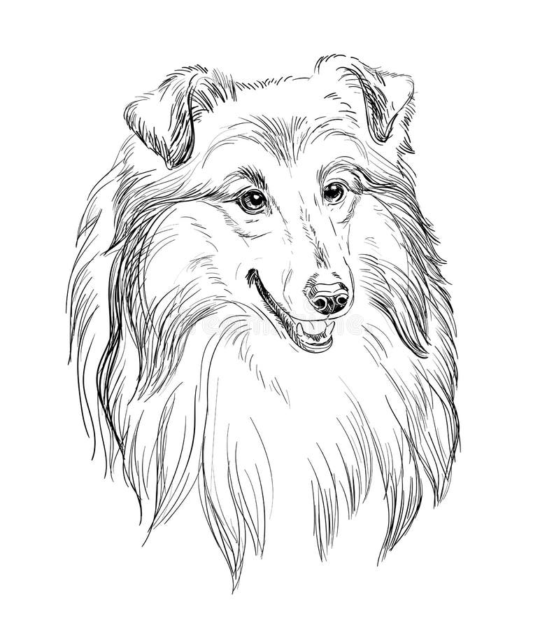 Collie Coloring Pages