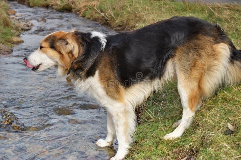 Collie drinking from a stream