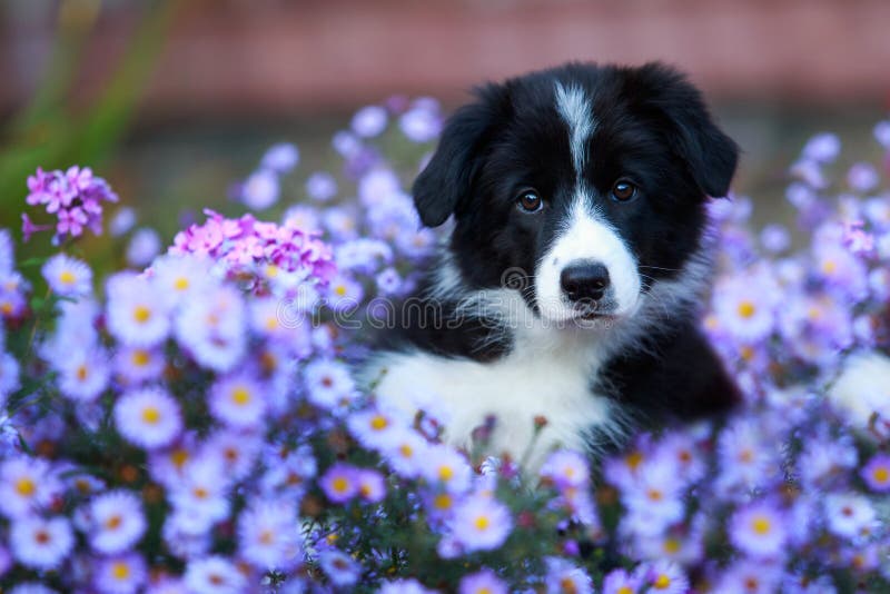 Collie frontera de raza de perro. Pequeña raza de cachorro Collie en las flores