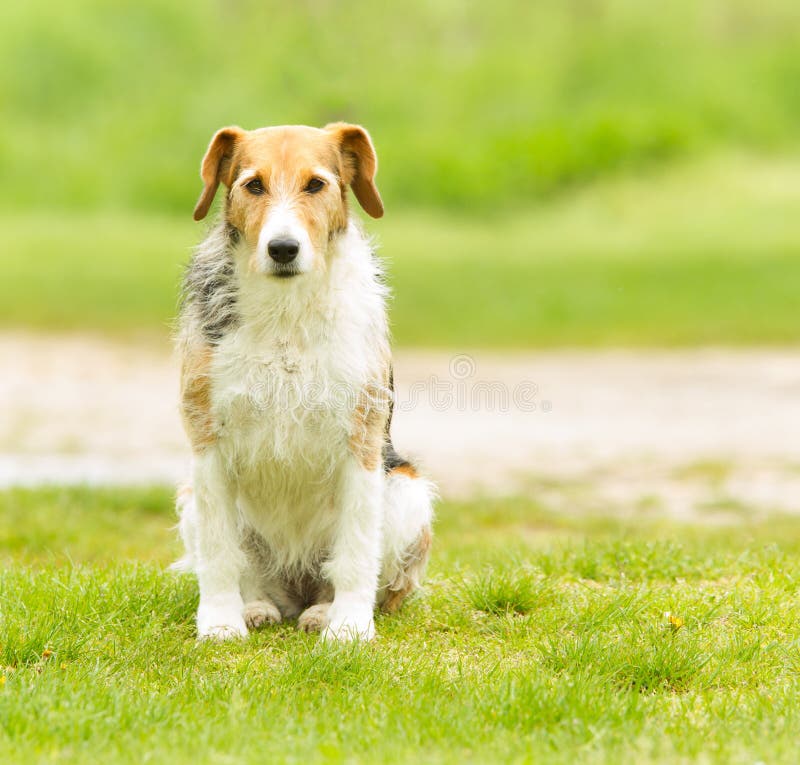 Mix breed collie stock photo. Image of hound, background 24529128