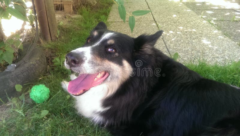 Collie mongrel à la frontière épuisée se reposant à l'ombre avec la langue étirée et un joli aperçu après avoir joué au ballon photos libres de droits