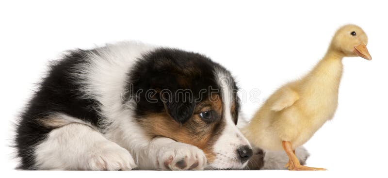 Border Collie puppy, 6 weeks old, playing with a duckling, 1 week old, in front of white background. Border Collie puppy, 6 weeks old, playing with a duckling, 1 week old, in front of white background