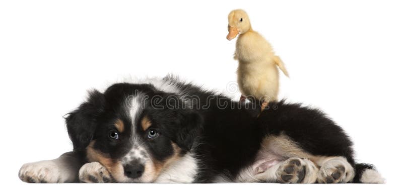 Border Collie puppy, 6 weeks old, playing with a duckling, 1 week old, in front of white background. Border Collie puppy, 6 weeks old, playing with a duckling, 1 week old, in front of white background