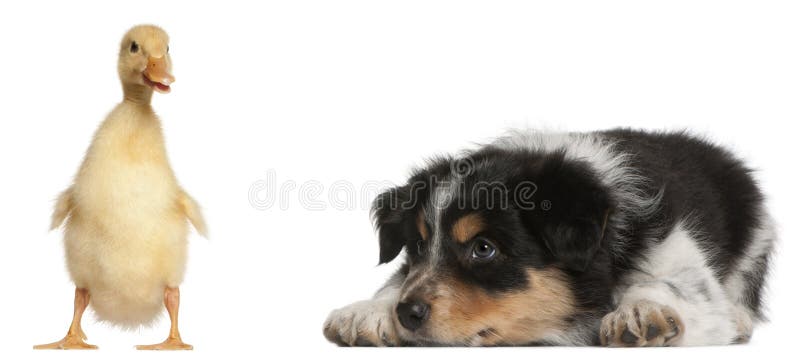 Border Collie puppy, 6 weeks old, playing with a duckling, 1 week old, in front of white background. Border Collie puppy, 6 weeks old, playing with a duckling, 1 week old, in front of white background