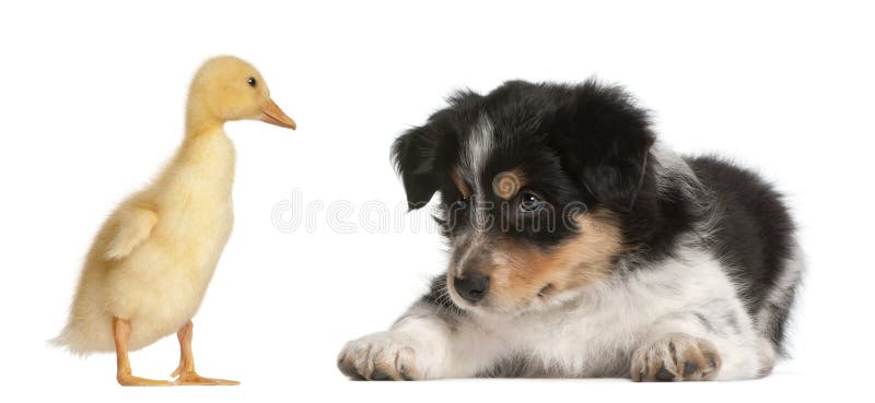 Border Collie puppy, 6 weeks old, playing with a duckling, 1 week old, in front of white background. Border Collie puppy, 6 weeks old, playing with a duckling, 1 week old, in front of white background