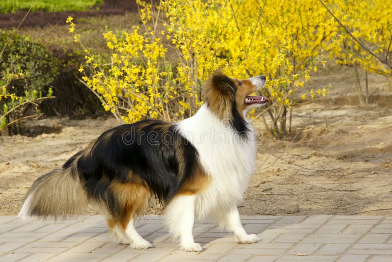 collie scottish obraz stock collie scottish obraz stock