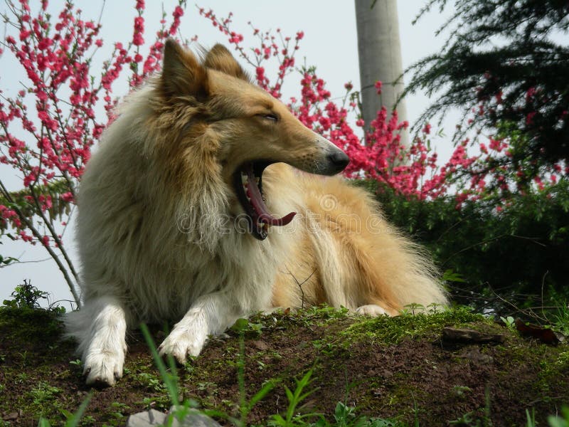 Collie scozzesi nell'ambito di sole fotografia stock Collie scozzesi nell'ambito di sole fotografia stock