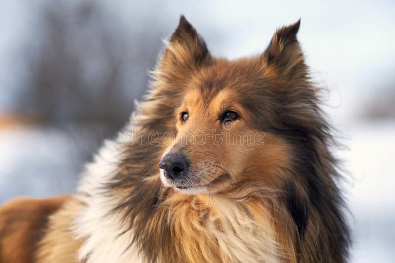 Collieherde i vinter utomhus, stor closeup arkivbild Collieherde i vinter utomhus, stor closeup arkivbild