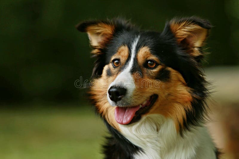 Border Collie Tricolore Sur L