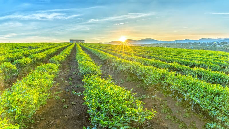 Collina delle piantagioni di tè sui Di Linh Plateau fotografia stock Collina delle piantagioni di tè sui Di Linh Plateau fotografia stock