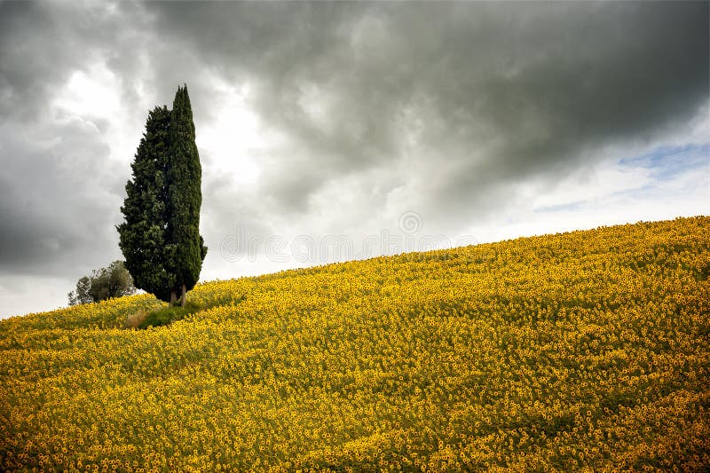 Colline toscane avec les tournesols et le cyprès Paysage toscan entre Sienne et Florence l'Italie photo libre de droits Colline toscane avec les tournesols et le cyprès Paysage toscan entre Sienne et Florence l'Italie photo libre de droits