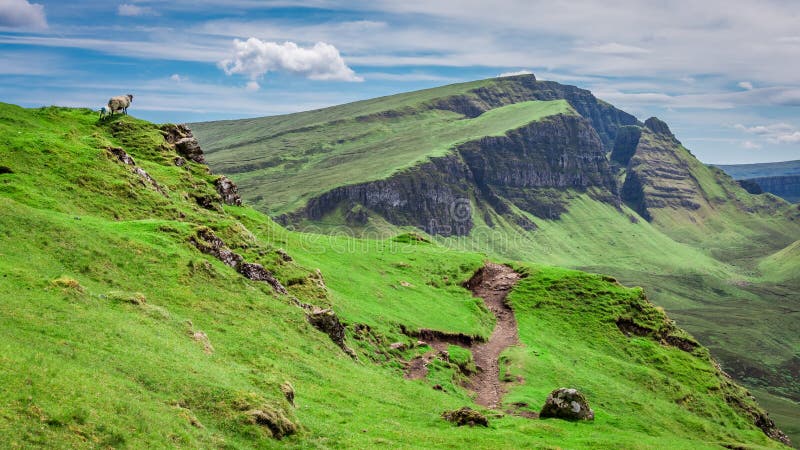 Colline verdi e pecore in Quiraing, Scozia, Regno Unito immagine stock libera da diritti