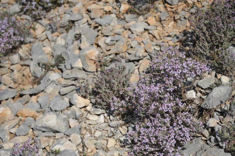 Groundcover Thyme Photos Free Royalty Free Stock Photos From Dreamstime