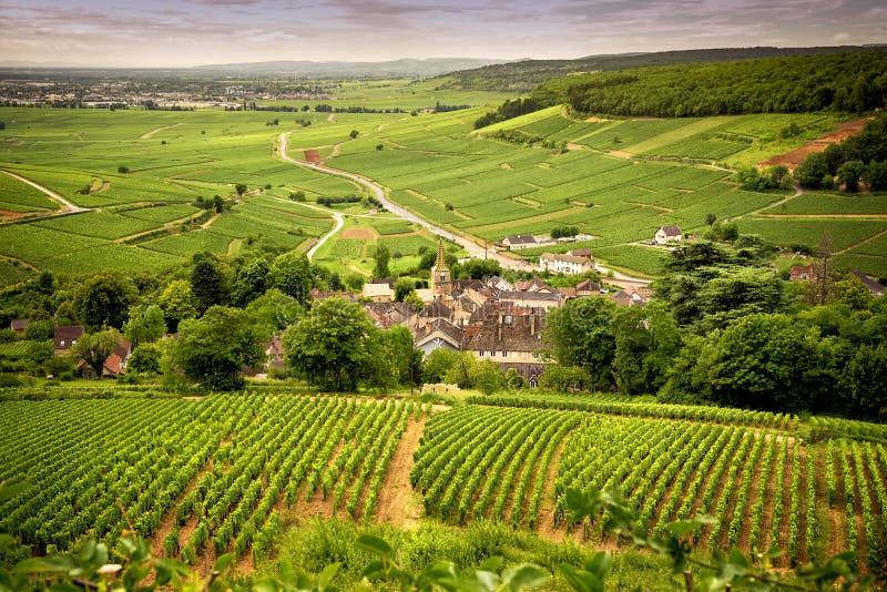 Collines couvertes de vignobles dans la région de vin de Bourgogne, France