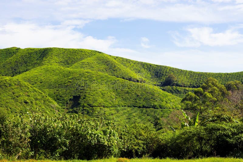 Collines fraîches vertes de thé photographie stock libre de droits Collines fraîches vertes de thé photographie stock libre de droits