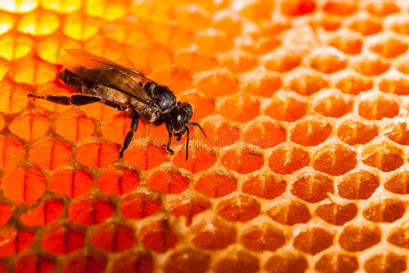 Bee is eating on beehive. Bee is eating on beehive