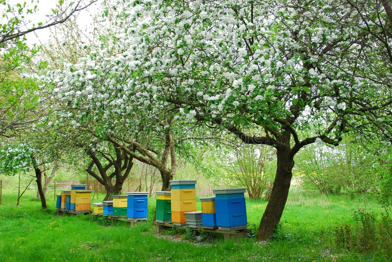 Colorful beehives in spring orchard with apple trees. Colorful beehives in spring orchard with apple trees