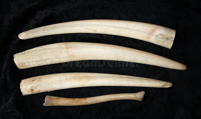 Tusks of walrus for handicraft. Tusks of walrus for handicraft