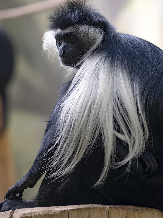 Colobus angolensis palliatus, Tanzanian Black-and-White Colobus